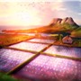 rice fields