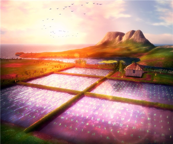 rice fields