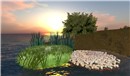 Some New Water Plants