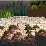 Water Lilys
