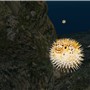 Blowfish