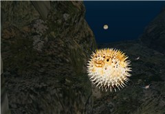 Blowfish