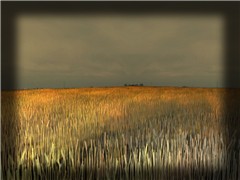 Wheat Field
