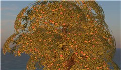 nice tree - Koinup Burt
