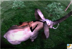 elephant crawl