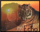Tiger Sunset1