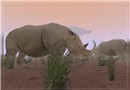 rhinoceros
