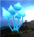 mushrooms