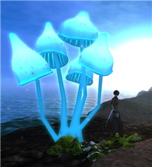 mushrooms