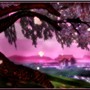 Cherry Tree