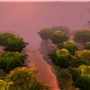 tree tops 