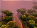 tree tops 