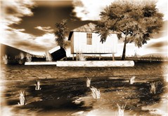 The Paddy Field
