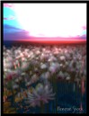 flower paddy