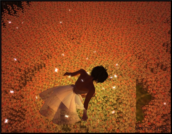 Flower Flies