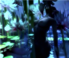 lilly pond