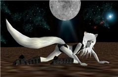arctic wolf