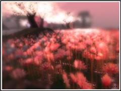 Tempura flower field
