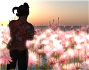 Sunset-Lotus