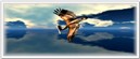 FLIGHT 