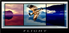 FLIGHT ( redux )