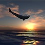 dolphin (15)