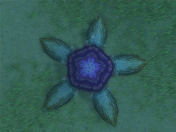 Wierd starfish