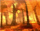 Autumn Forest