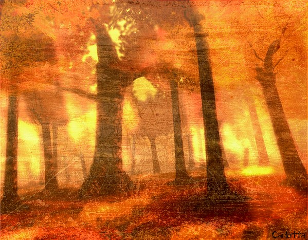 Autumn Forest
