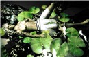 A Midsummer Night's Dream