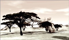 Accacia tree