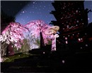 maiko