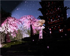 maiko