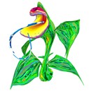 Arrow-leaved Orchid copy