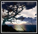 Tree Breeze