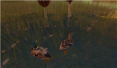 Ducks!