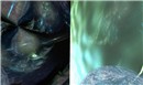 The Ocean Fetal create by Elros Tumoninen