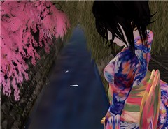 maiko fish
