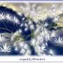 NIGHTFLOWERS