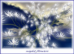 NIGHTFLOWERS