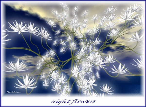NIGHTFLOWERS
