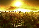 Sea Flowers