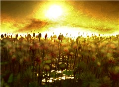 Sea Flowers