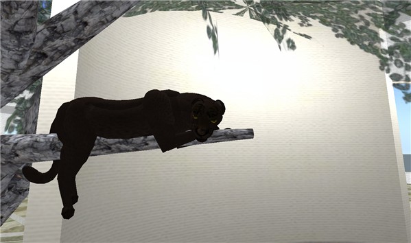 Kitty_001