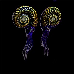 ammonits neon