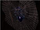 Oh, my.... spider.