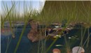 Ducks