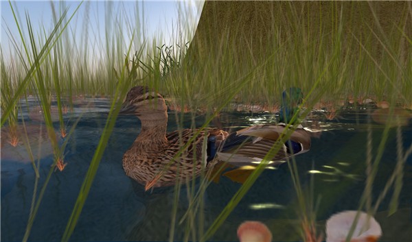Ducks