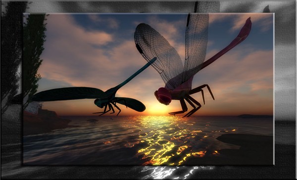 Dragonflies