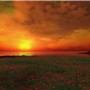WildFlower Sunset
